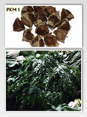 Moringa - Moringa oleifera - 100 de semințe *Numit și arbore de hrean*