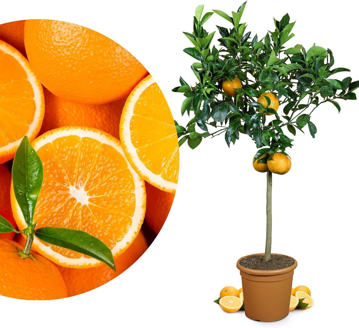 Portocalul din Oranjeria Mea - portocal adevărat - plantă de citrice - Citrus sinensis - Portocal - portocal altoit de calitate pentru grădinari (Mezzo [M])