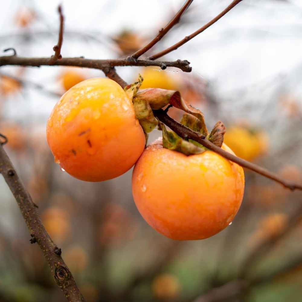Kakibaum — Vainiglia Vaniglia — Obstpflanze Im Topf Ø 24-26 Cm — Max. Höhe 170-180 — 4 Jahre Alt