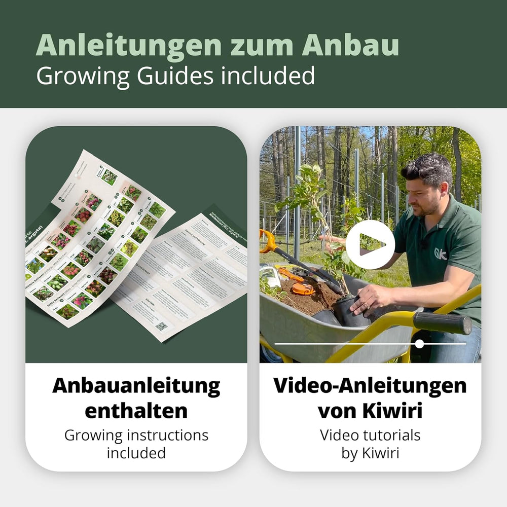 Kiwiri'S Kiwibeeren Quartett - 4 Kiwipflanzen (Actinidia Arguta) - Mini Kiwi - Sortengarantie Direkt Vom Züchter