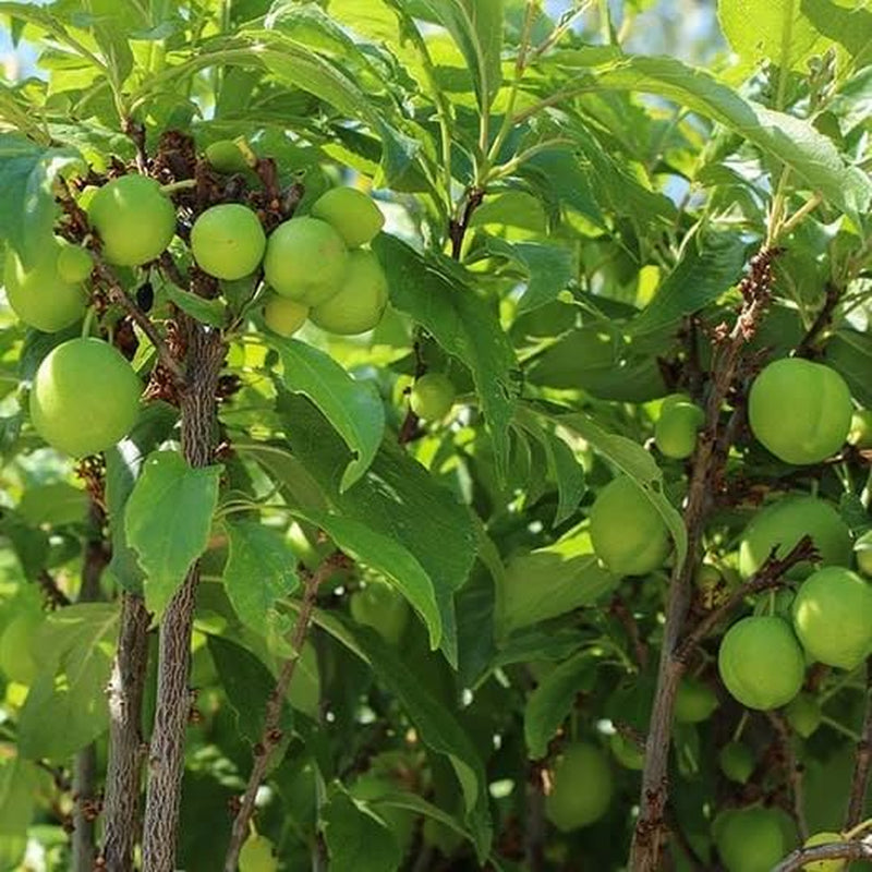 Regina Pflaumen Claudia Gialla - Obstpflanze Alte Frucht Auf Blumentopf 20 - Baum Max 170 Cm – 2 Jahre Anbau Italien