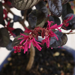 KENTIS - Bonsai Loropetalum - Echter Dekorativer Outdoor-Bonsai - Echte Pflanzen Für Die Balkonterrasse - H 35-40 Cm Topf Ø 21 Cm