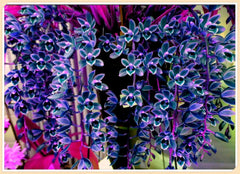 Blumenzwiebel Mix, Winterhart zwiebeln, Winterhart pflanzen, Mehrjährige Blumenzwiebel ist winterhart, Mysteriöse magische Glühbirne-4 Pflanzen Funken Hosta Rhizom