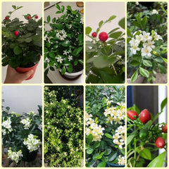 Murraya Exotica, Sträucher Kräutersamen, Balkonpflanzen Kräuterpflanzen Garten Geschenk Gartenpflanzen Winterhart Mehrjährig 150Samen