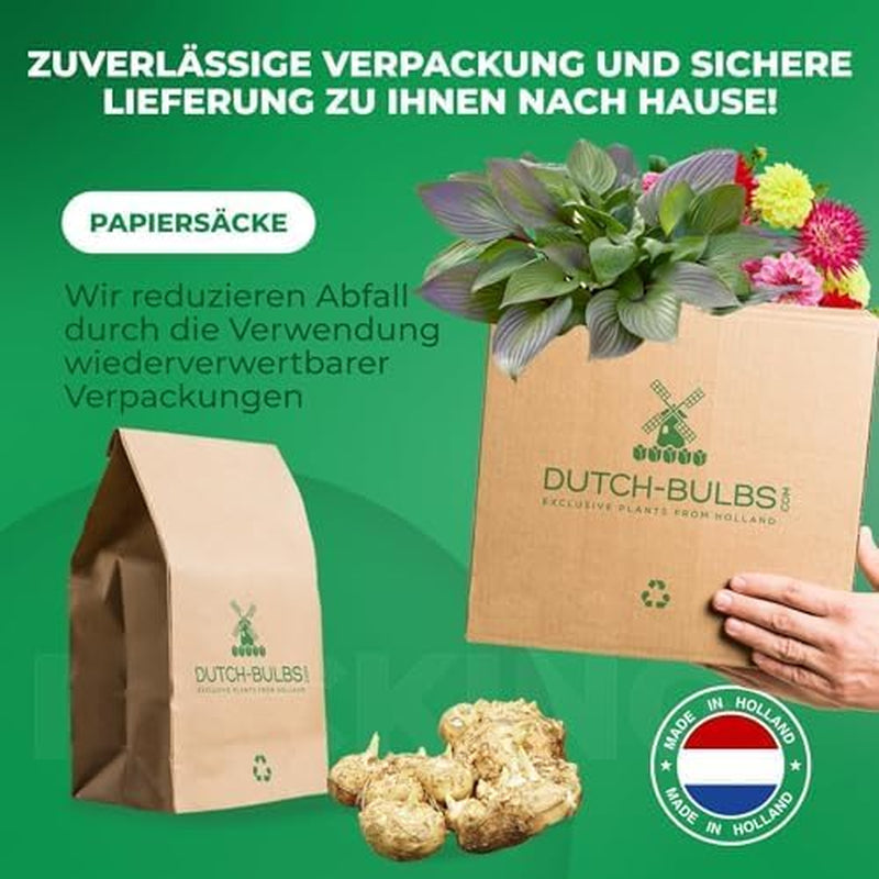 Bulbi de cale, plantă perenă rezistentă - Zantedeschia Orange Passion (Portocaliu) - 5 bulbi de flori mari - Plante adevărate din Olanda - pentru grădină și ghiveci (nu semințe, nu artificiale)