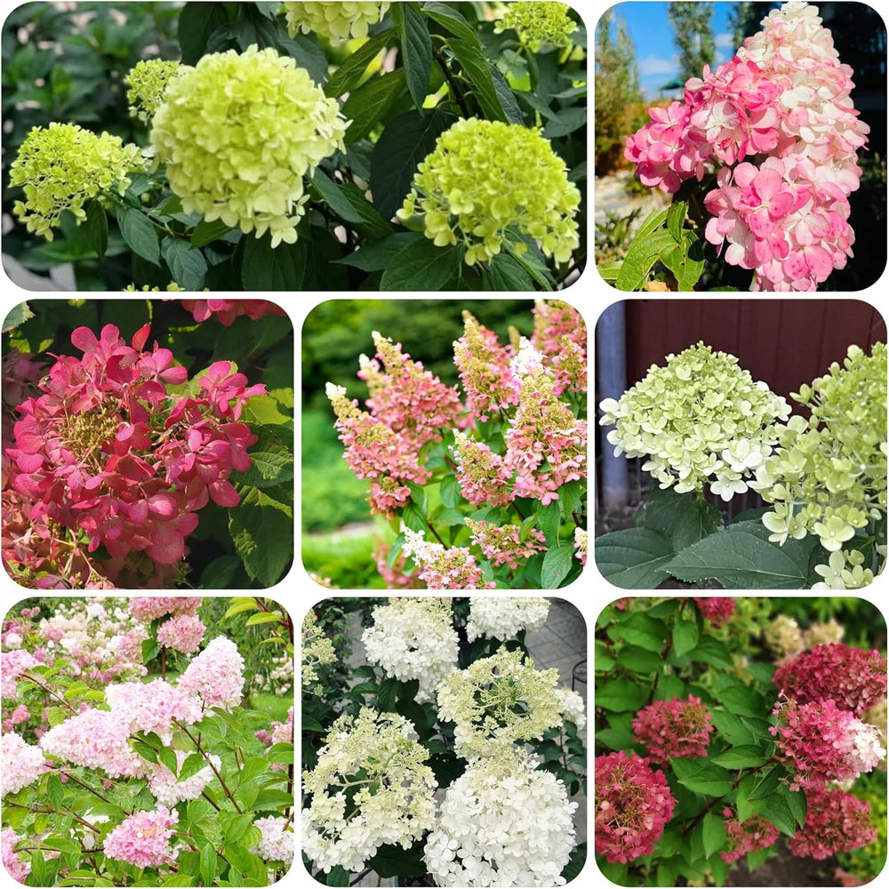 Rispenhortensie Immergrüne Sträucher Winterhart Blühend Hydrangea Paniculata Schattenpflanzen Wildblumensamen Bonsai Balkon Blumensamen Seltene Zimmerpflanzen Balkonpflanzen 40Samen