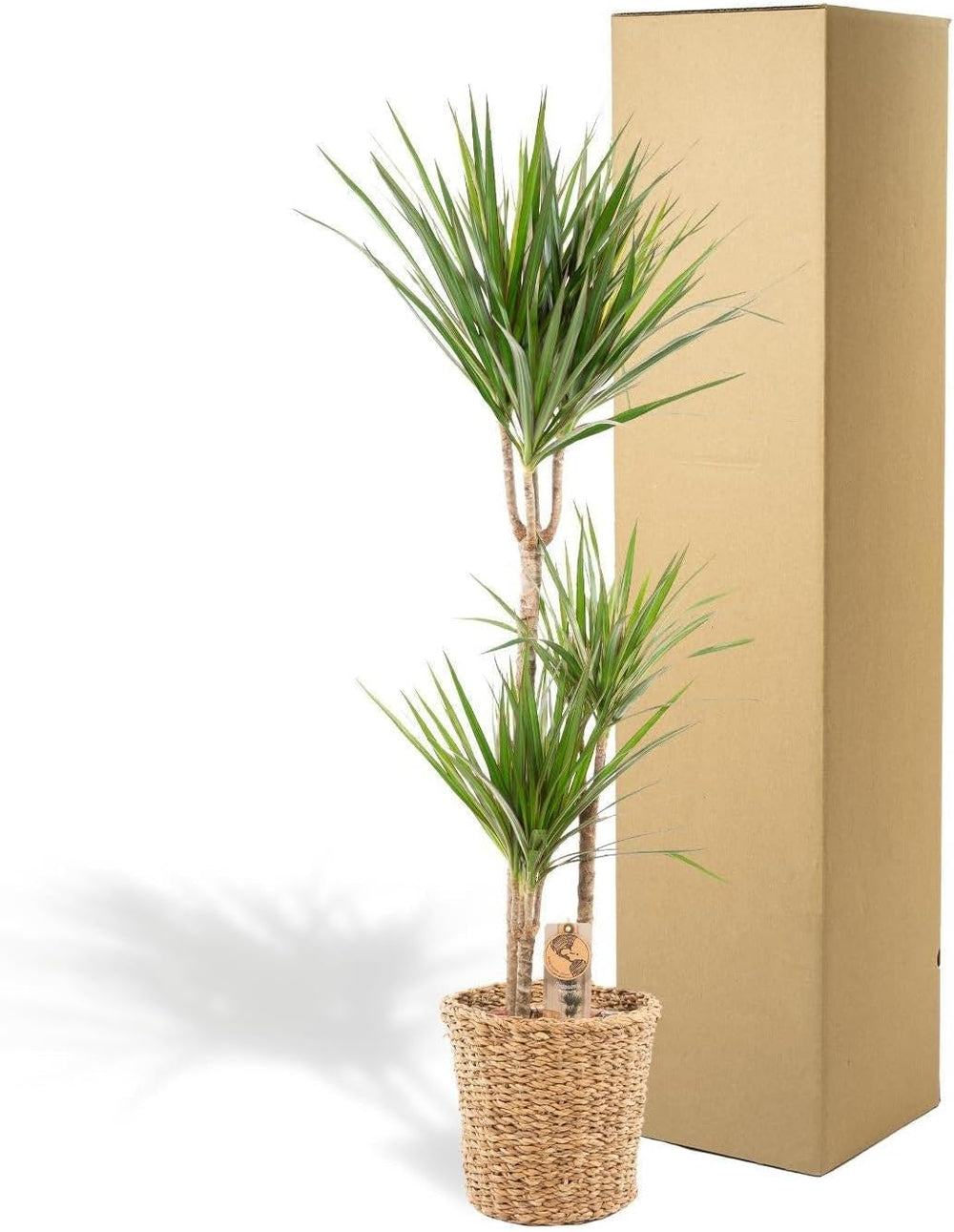 Dracaena Marginata Groß