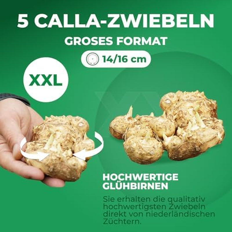 Bulbi de cale, plantă perenă rezistentă - Zantedeschia Orange Passion (Portocaliu) - 5 bulbi de flori mari - Plante adevărate din Olanda - pentru grădină și ghiveci (nu semințe, nu artificiale)