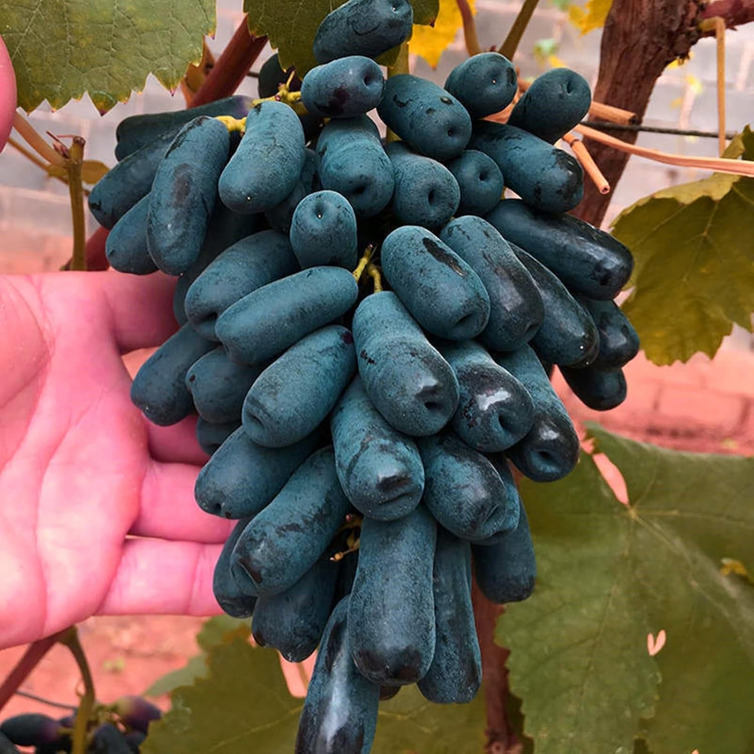 Amestec de bulbi de flori, Bec magic misterios, Plantare rezistentă, Bulb de flori perene rezistent la iarnă, Bulbi rezistenți - 3 bulbi de orhidee