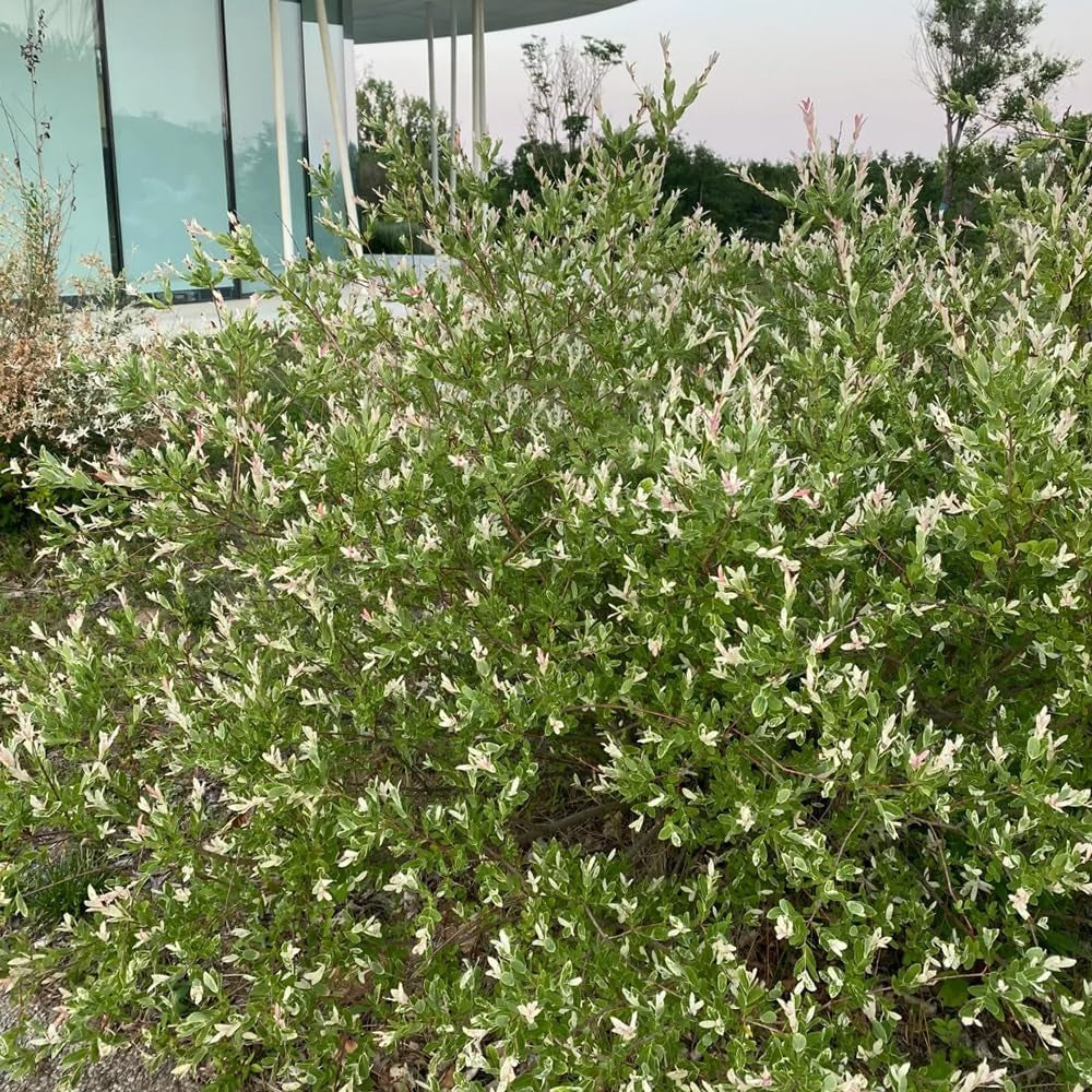 Harlekinweide - Garten Salix Integra - Schnell Wachsende Sträucher Baumsamen Sträucher Winterhart Gartenarbeit Geschenk Hochbeet Topfpflanzen Draußen Winterhart 20Samen