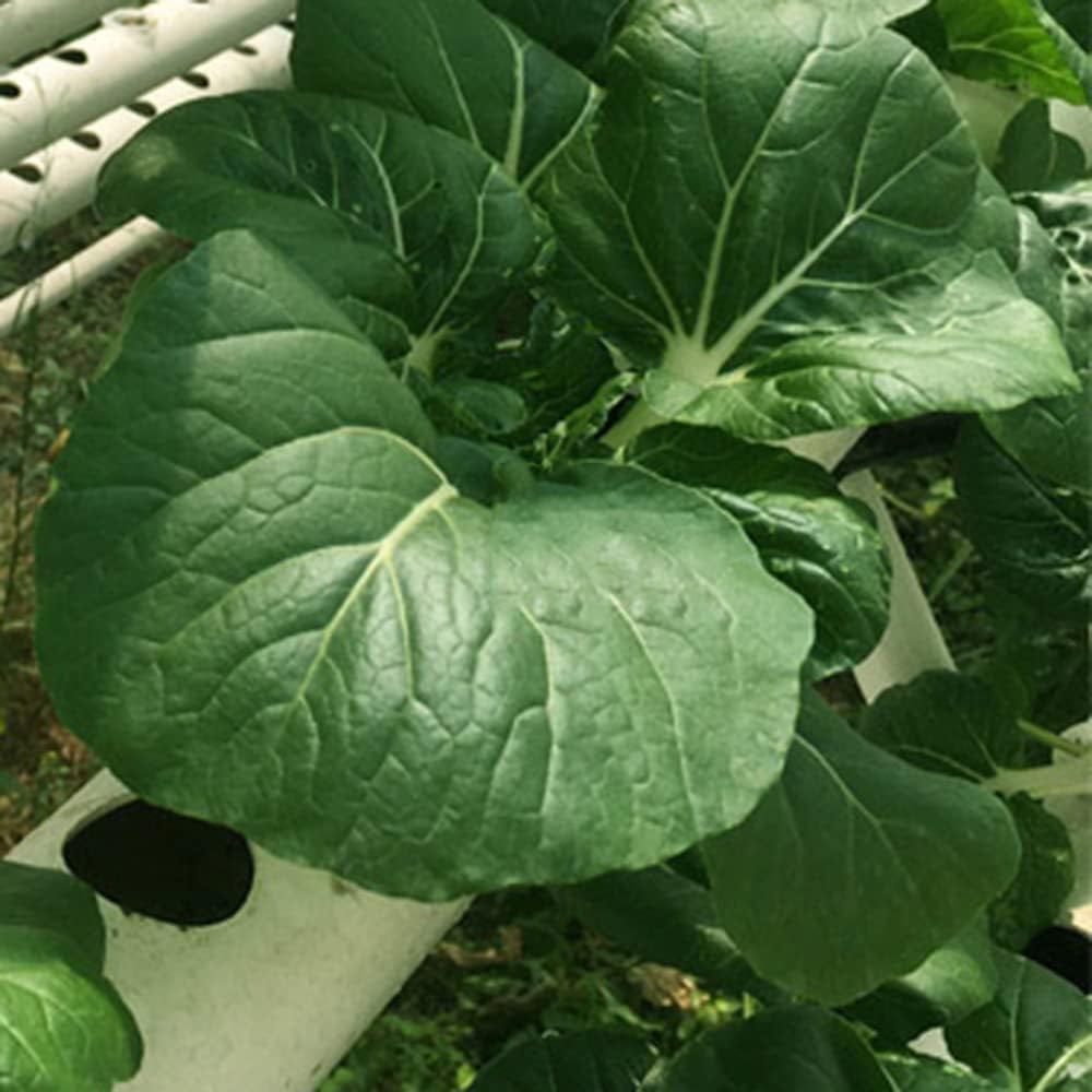 Kit de creștere hidroponică cu 1 strat cu 54 de locuri de plantare, sisteme de creștere a plantelor fără sol din PVC cu pompă de apă, kituri de creștere hidroponică pentru cultivarea legumelor și fructelor pe balcoane, grădini, terase și curți