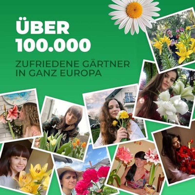 Bulbi de cale, plantă perenă rezistentă - Zantedeschia Orange Passion (Portocaliu) - 5 bulbi de flori mari - Plante adevărate din Olanda - pentru grădină și ghiveci (nu semințe, nu artificiale)