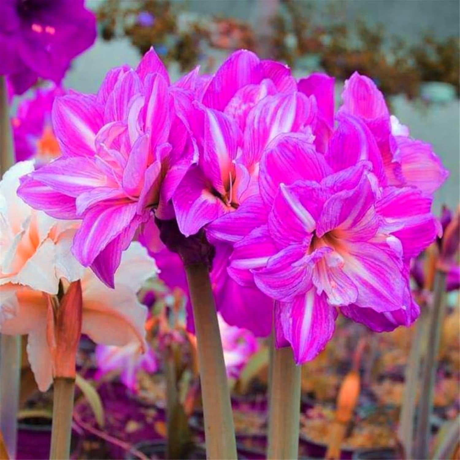 Amestec de bulbi de flori, Bec magic misterios, Plantare rezistentă, Bulb de flori perene rezistent la iarnă, Bulbi rezistenți - 3 bulbi de orhidee