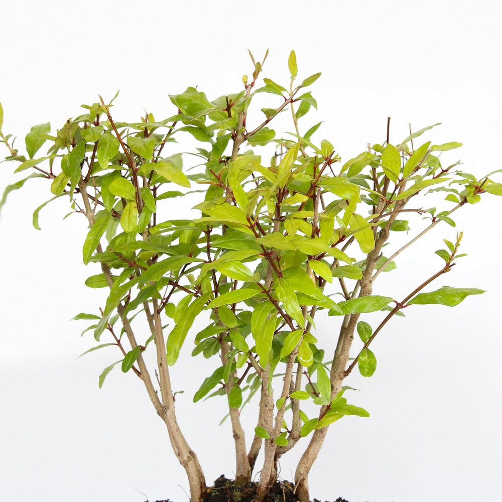 KENTIS - Granatapfel-Bonsai - Punica Granatum Bonsai - Echte Pflanzen Für Den Außenbereich - Handgefertigter Keramiktopf - Topf Ø 15 H 20-30 Cm