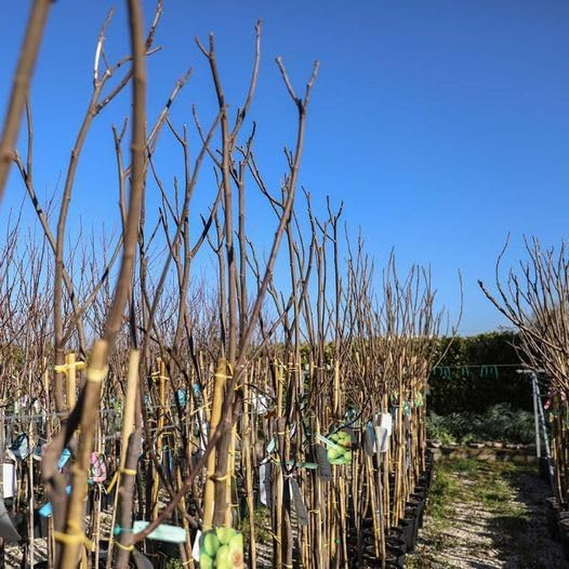 Feigenbaum Verdone – Obstpflanze Alte Sorte Topf Ø 20 Cm Höhe 150-170 Cm – Alter: 2 Jahre - Italienische Baumschule