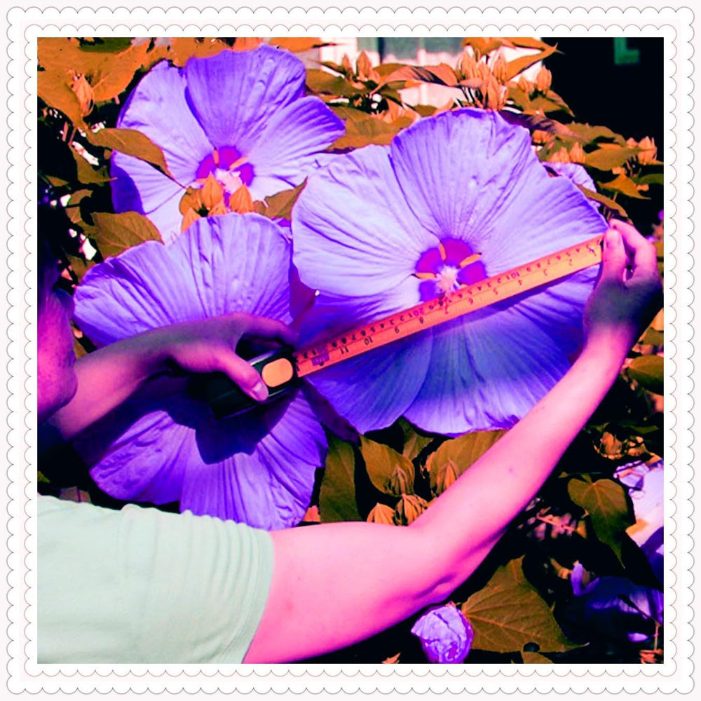 Blumenzwiebel Mix, Winterhart zwiebeln, Winterhart pflanzen, Mehrjährige Blumenzwiebel ist winterhart, Mysteriöse magische Glühbirne-4 Pflanzen Funken Hosta Rhizom