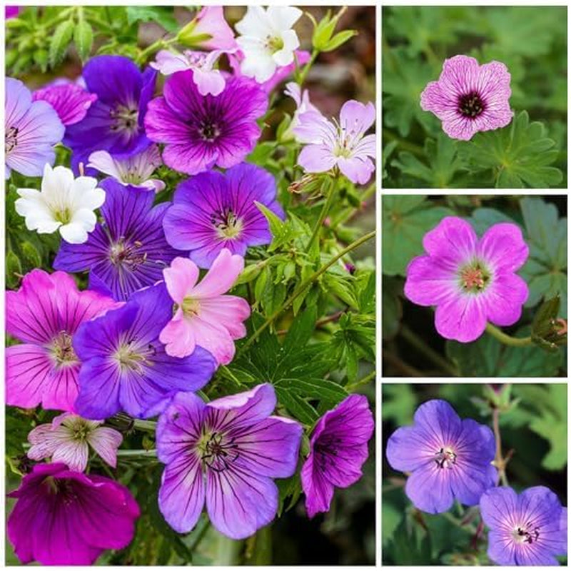Colecția Super Perenă de Geranium (10 plante/rădăcini) Amestec rezistent de 5 soiuri, hibrizi pereni mari din Olanda, pentru grădină, straturi de flori (nu semințe, nu bulbi artificiali)