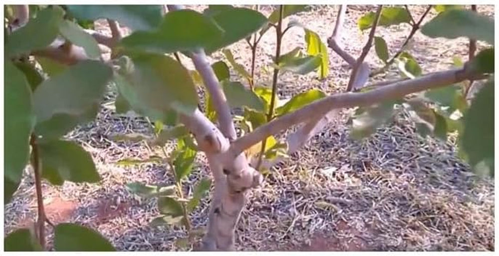 Stk - 10X Psidium Guineense Brasilianische Guave Garten Pflanzen - Samen ID1531 -