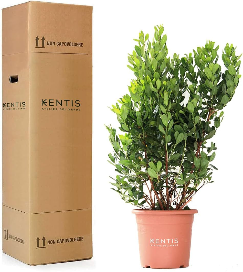 KENTIS - Căpșun (Arbutus unedo) – Plante rezistente pentru grădină – Veșnic verde, plantă adevărată – Înălțime 80-100 cm, ghiveci Ø 24 cm